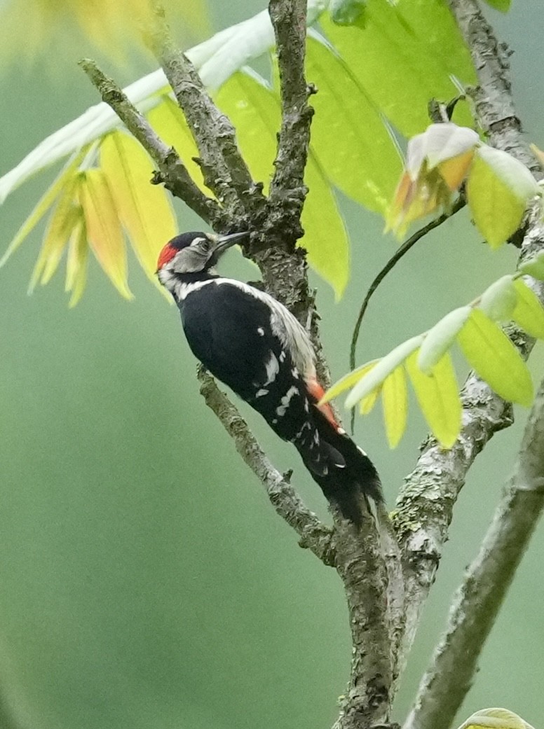Necklaced Woodpecker - ML636863890