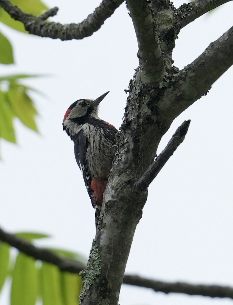 Necklaced Woodpecker - ML636863891