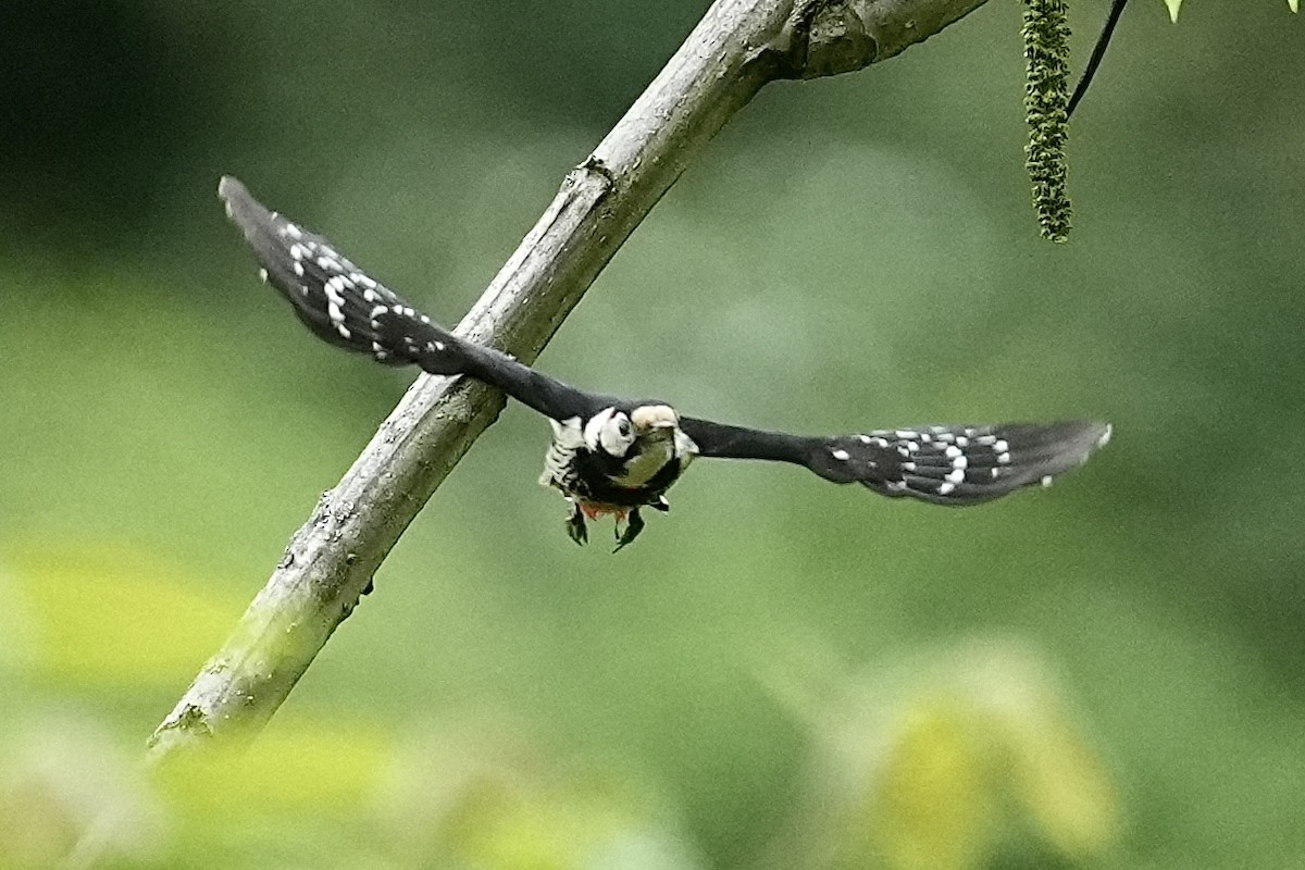 Necklaced Woodpecker - ML636863900
