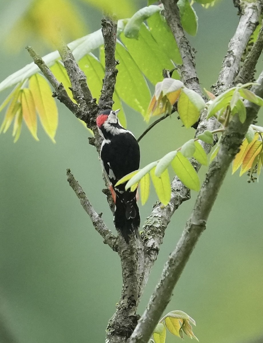 Necklaced Woodpecker - ML636863902