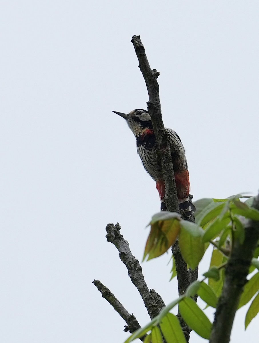 Necklaced Woodpecker - ML636863912