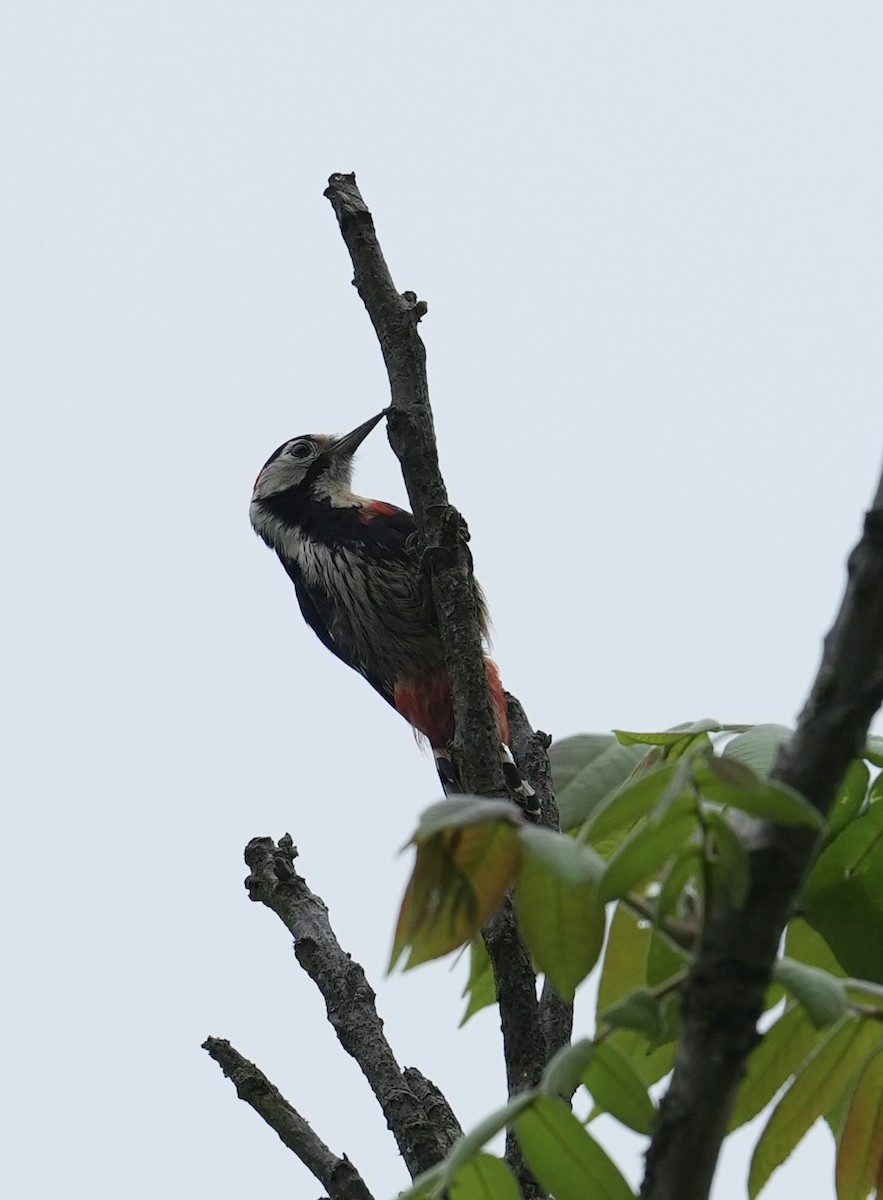 Necklaced Woodpecker - ML636863913