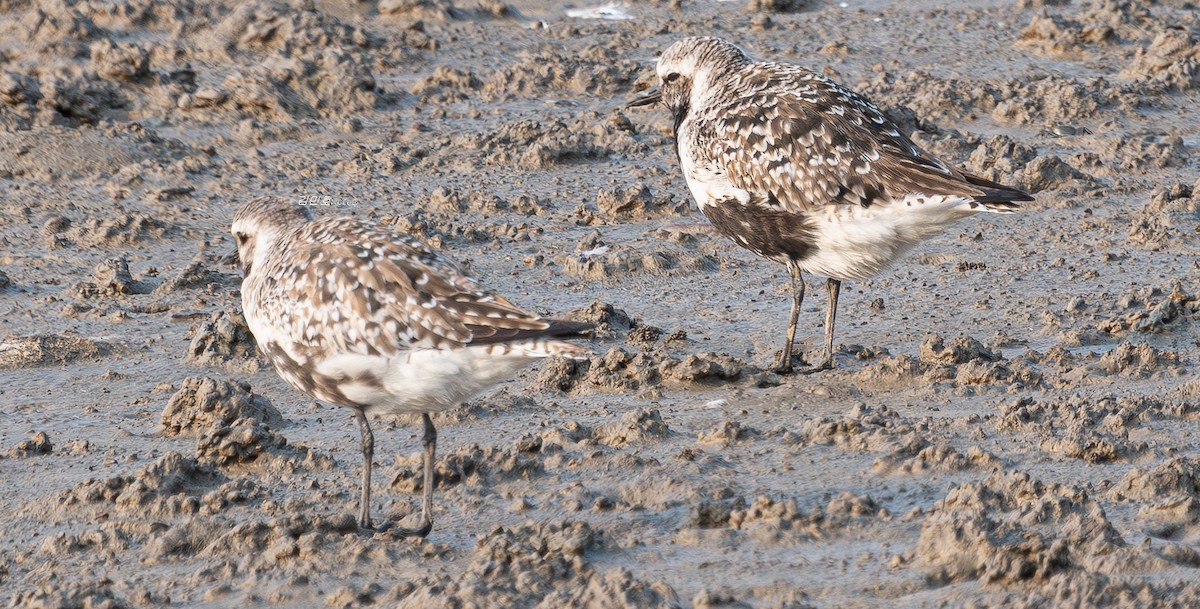 Black-bellied Plover - ML636863948