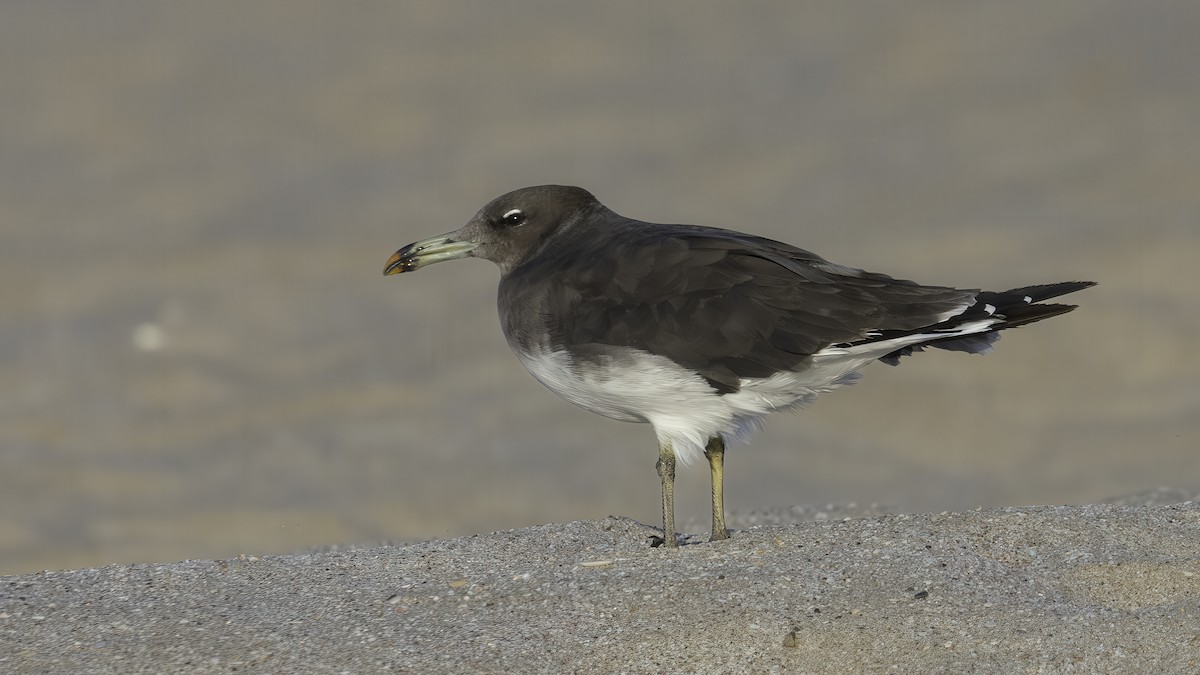 Sooty Gull - ML636863962