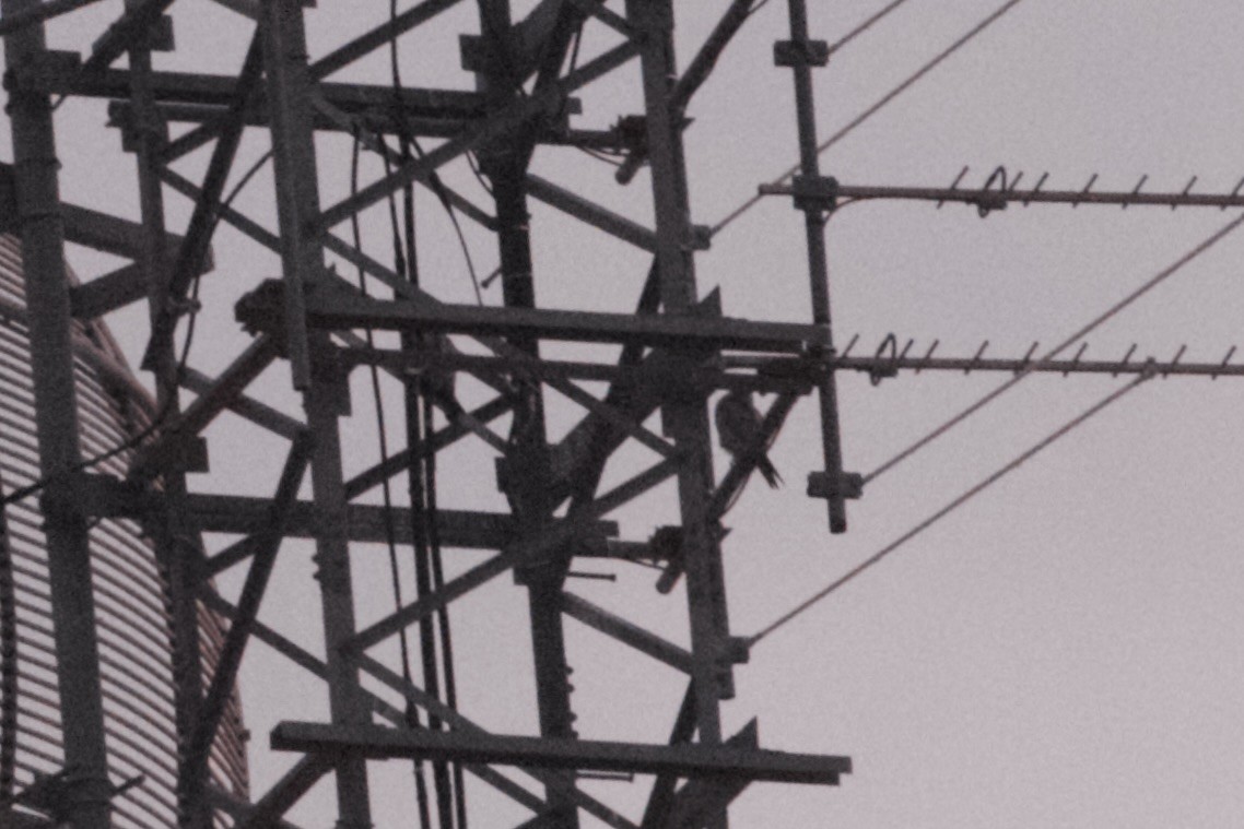 Gray Falcon - ML636863977