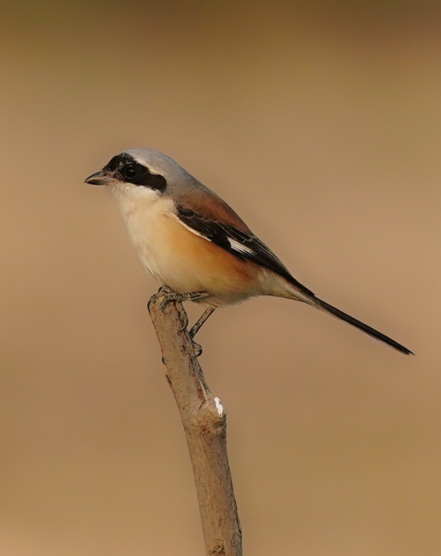 Bay-backed Shrike - ML636864045