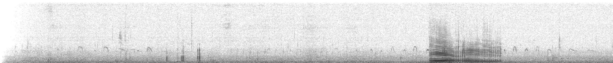 pelikán australský - ML636864106