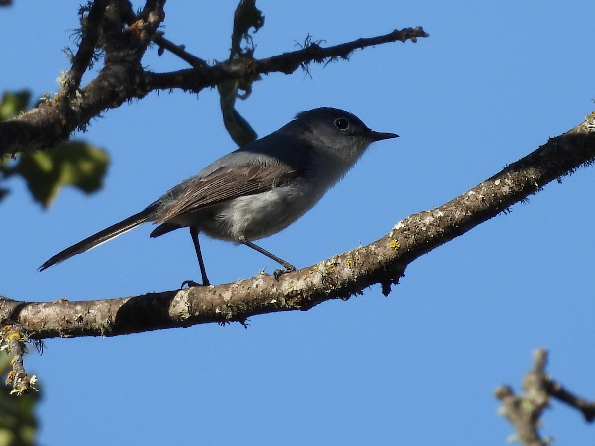 Blue-gray Gnatcatcher - ML636864209