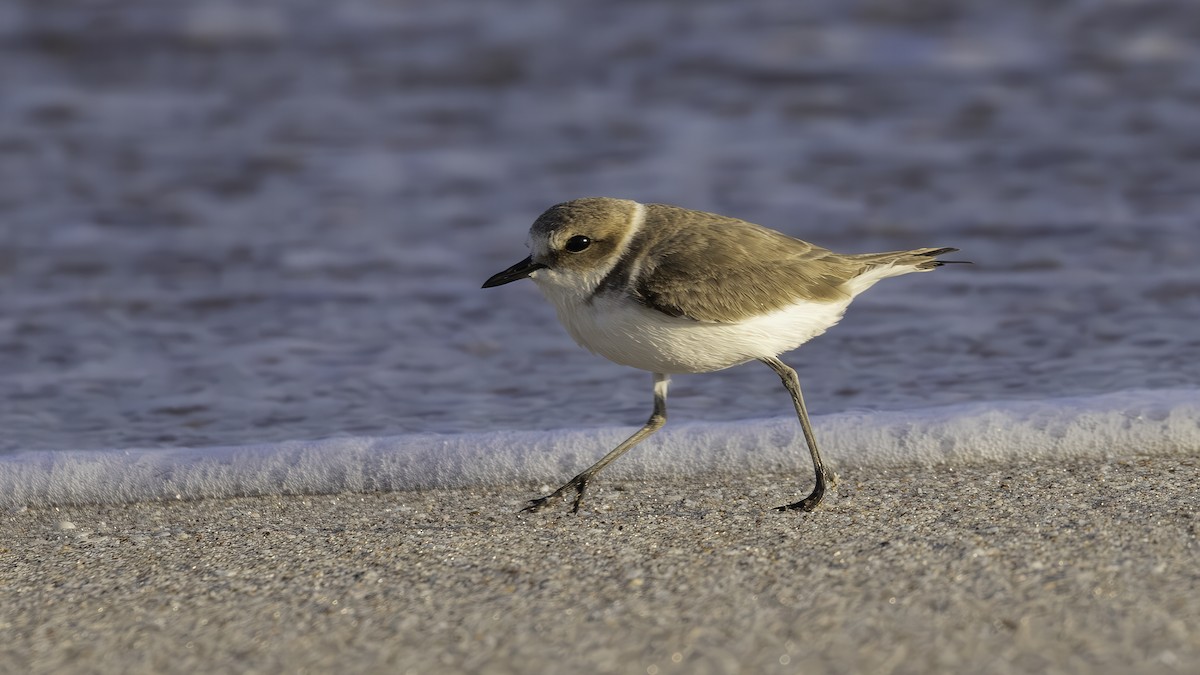 Kentish Plover (Kentish) - ML636864210