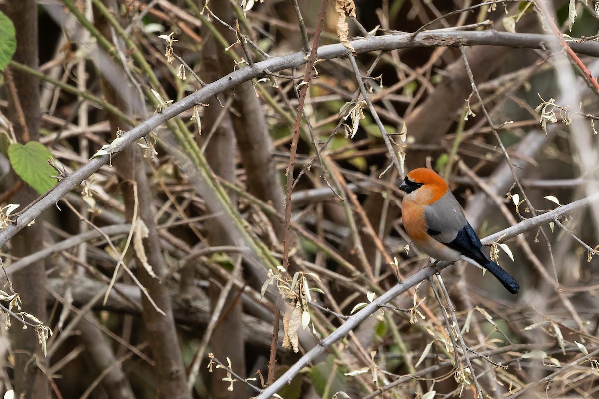 Red-headed Bullfinch - ML636864216