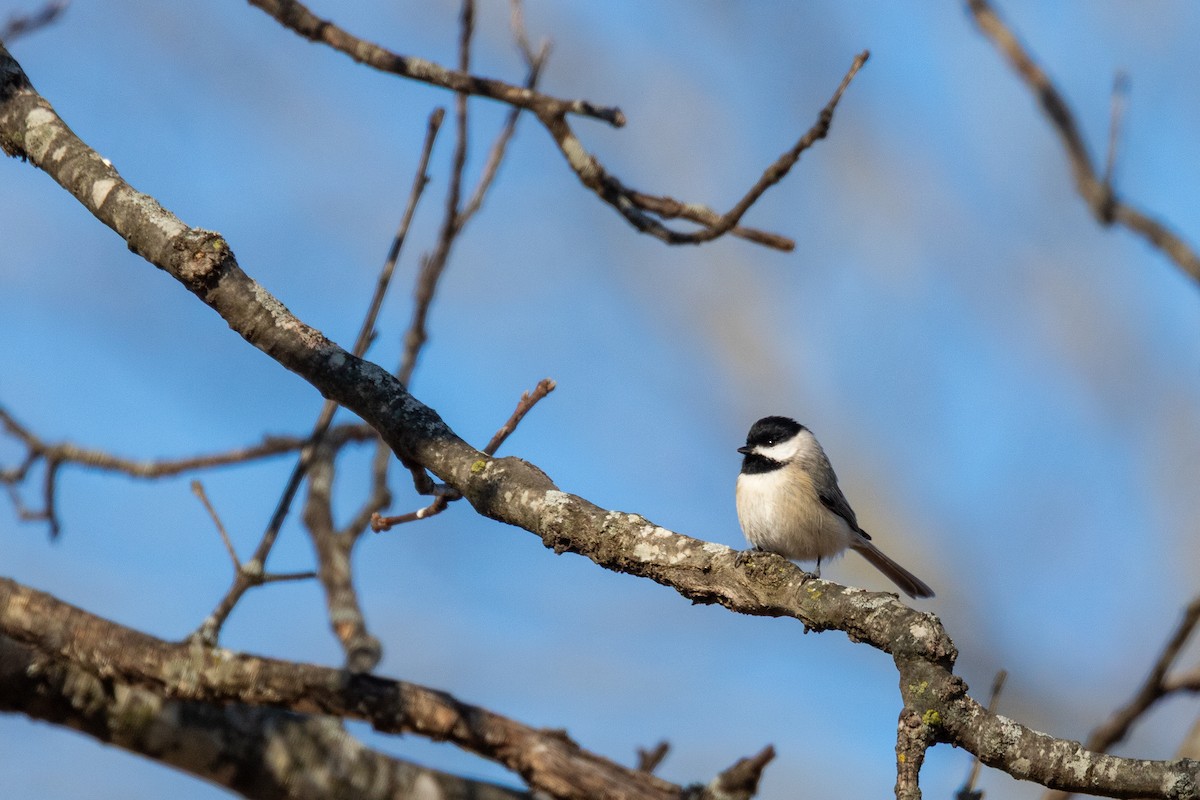 カロライナコガラ - ML636864263