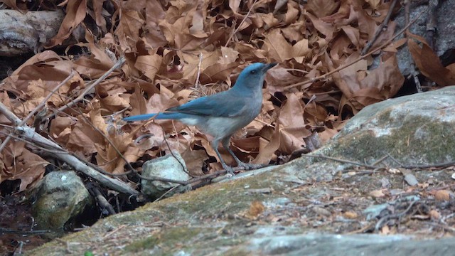 Mexican Jay - ML636864273