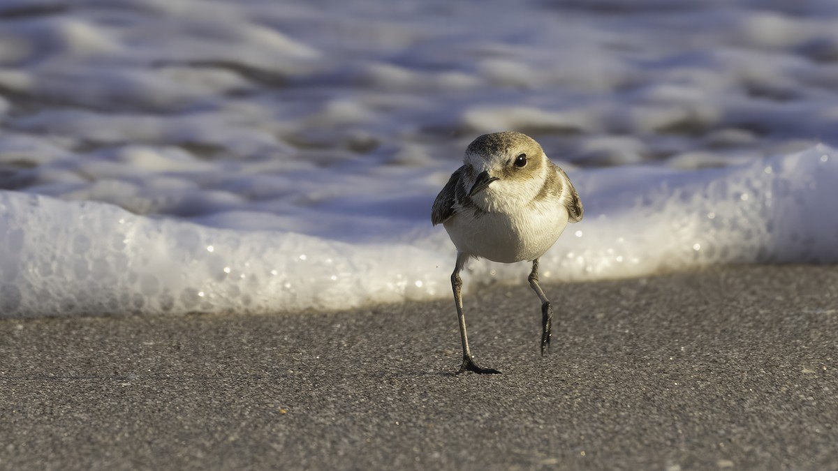 Kentish Plover (Kentish) - ML636864289
