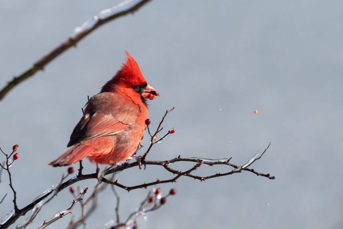 ショウジョウコウカンチョウ - ML636864311
