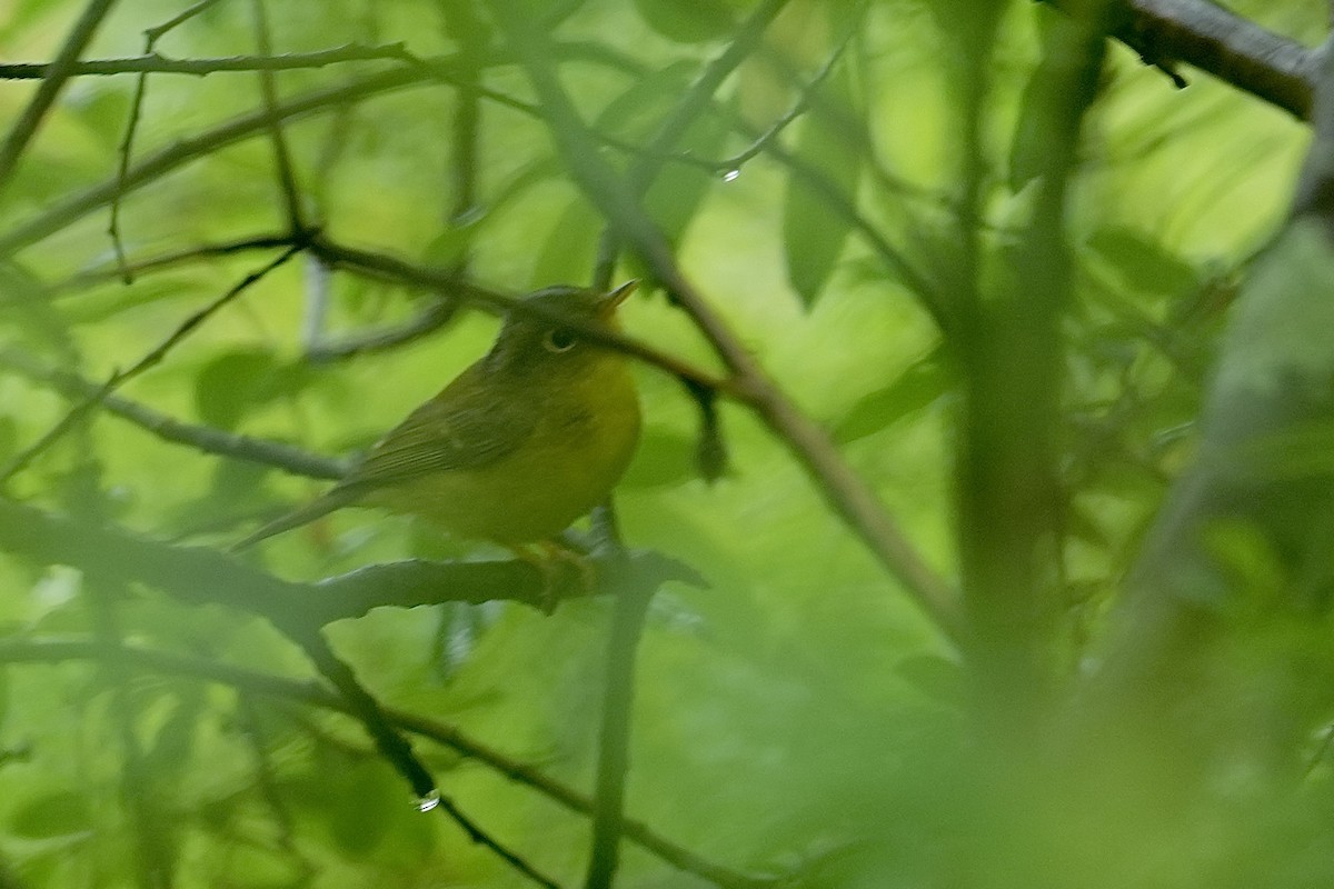 Martens's Warbler - ML636864332
