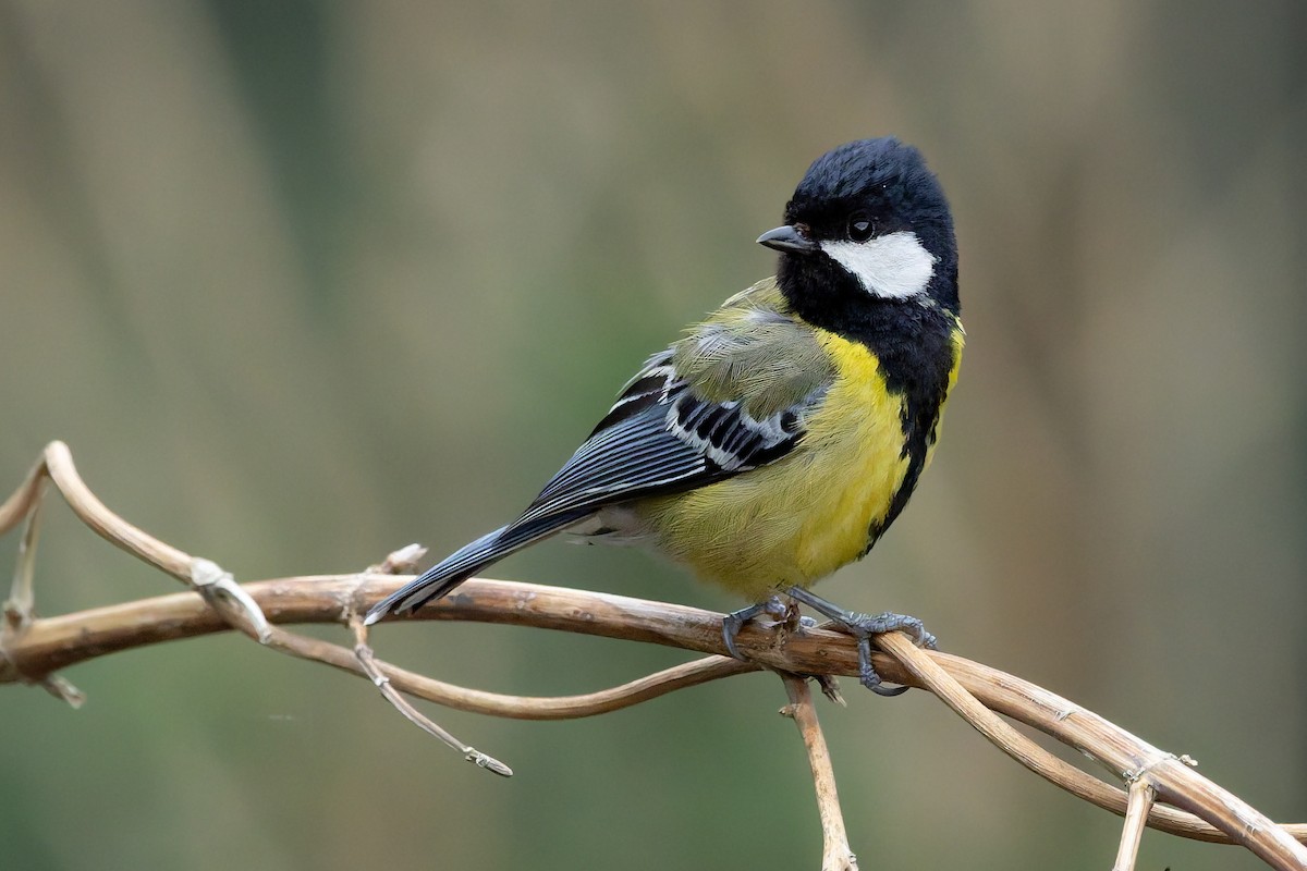 Green-backed Tit - ML636864343