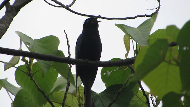 Square-tailed Drongo-Cuckoo - ML636864347