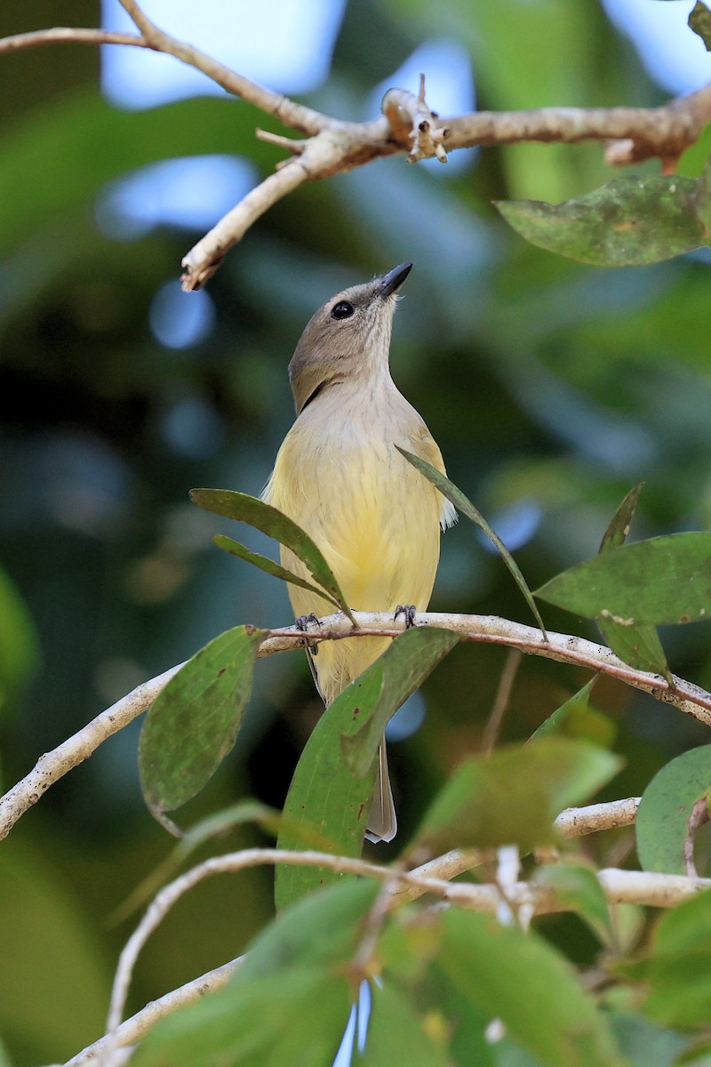 Gray Whistler - ML636864370