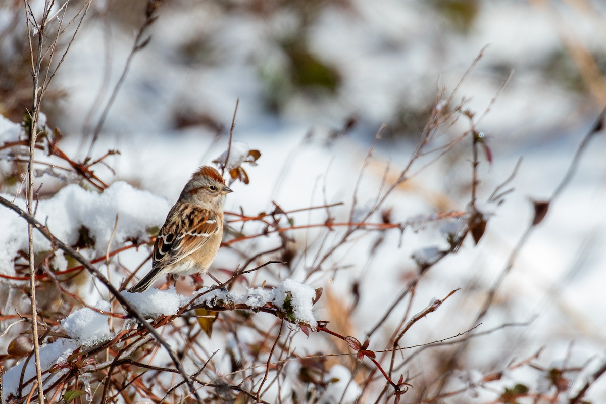 ムナフヒメドリ - ML636864400