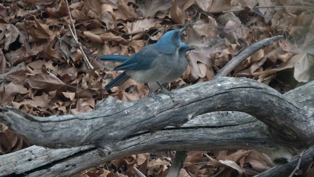 Mexican Jay - ML636864444