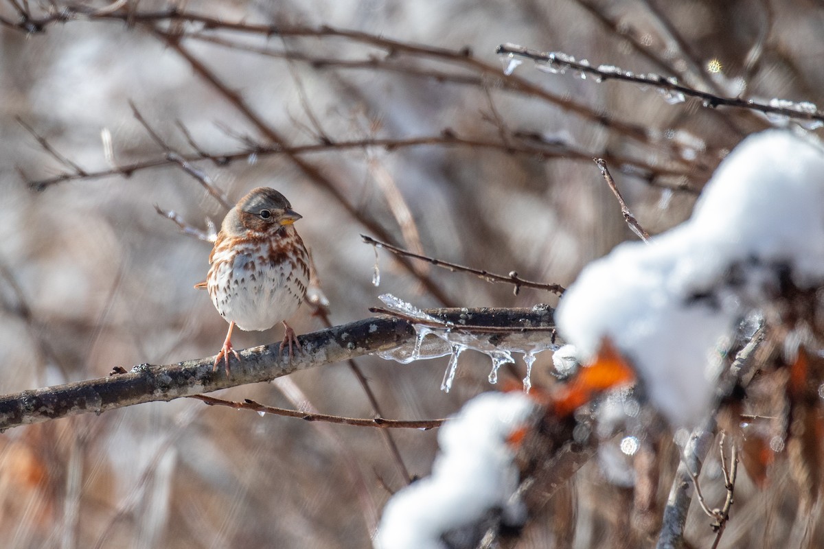 ゴマフスズメ - ML636864450