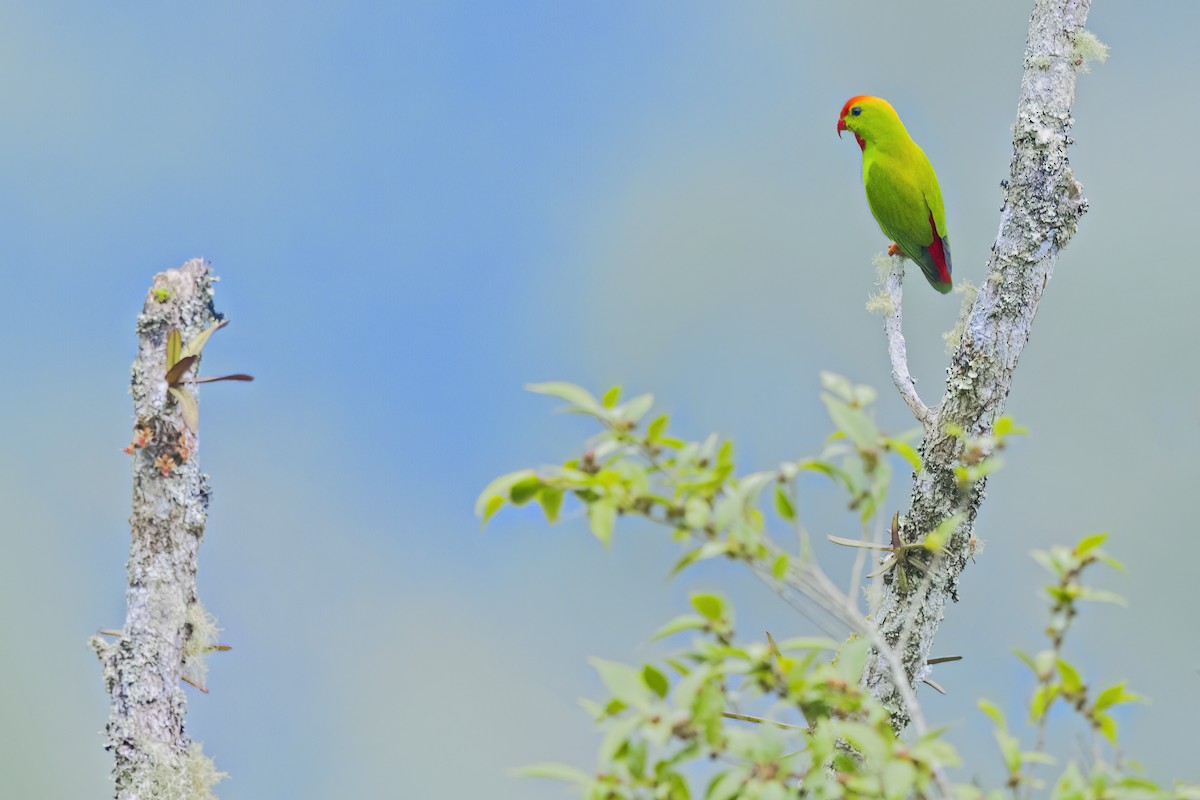Philippine Hanging-Parrot - ML636864468