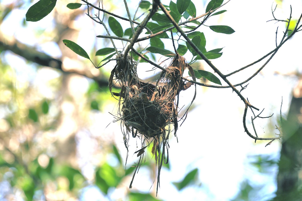 Mangrove Robin - ML636864502