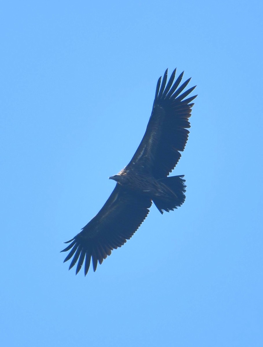 Himalayan Griffon - ML636864547