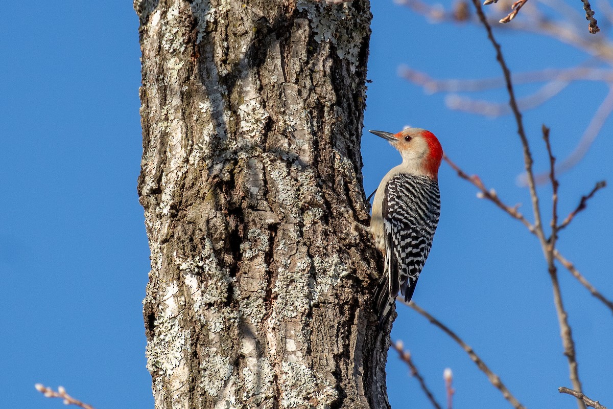 シマセゲラ - ML636864598