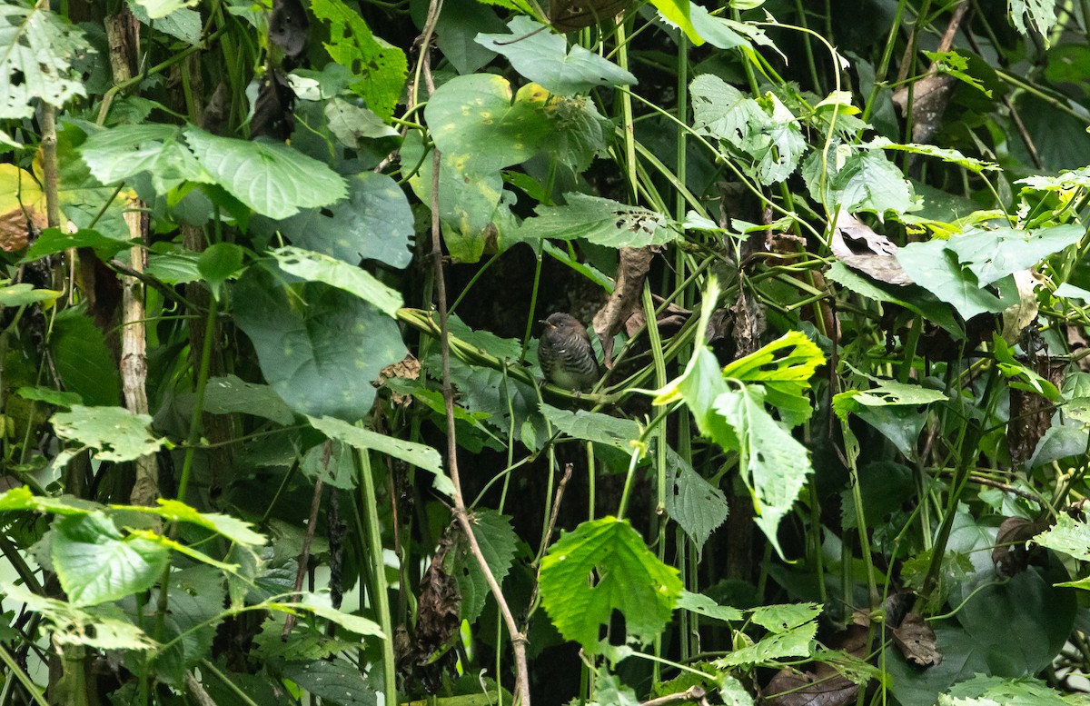 Prinia rayée - ML636864600
