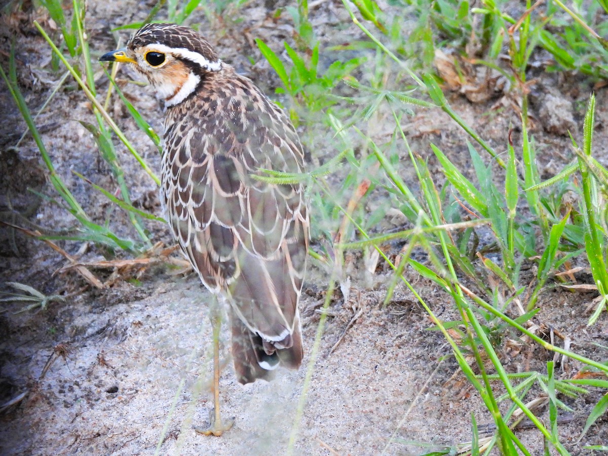 Three-banded Courser - ML636864623