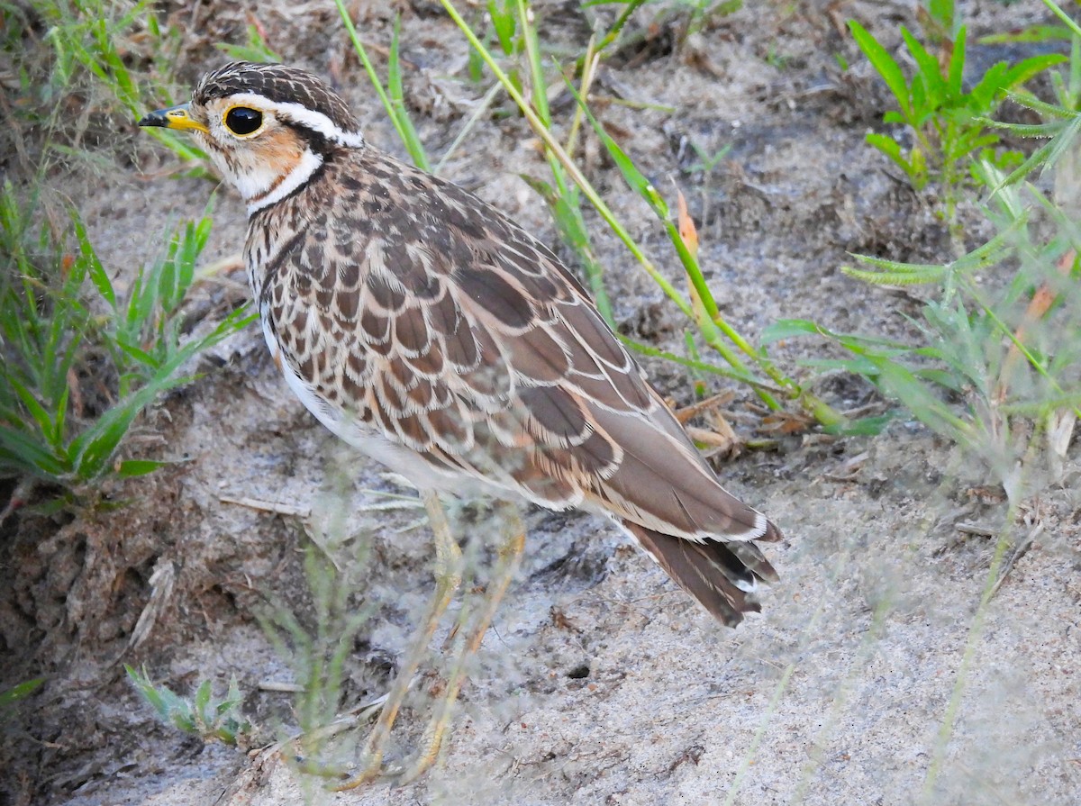 Three-banded Courser - ML636864635