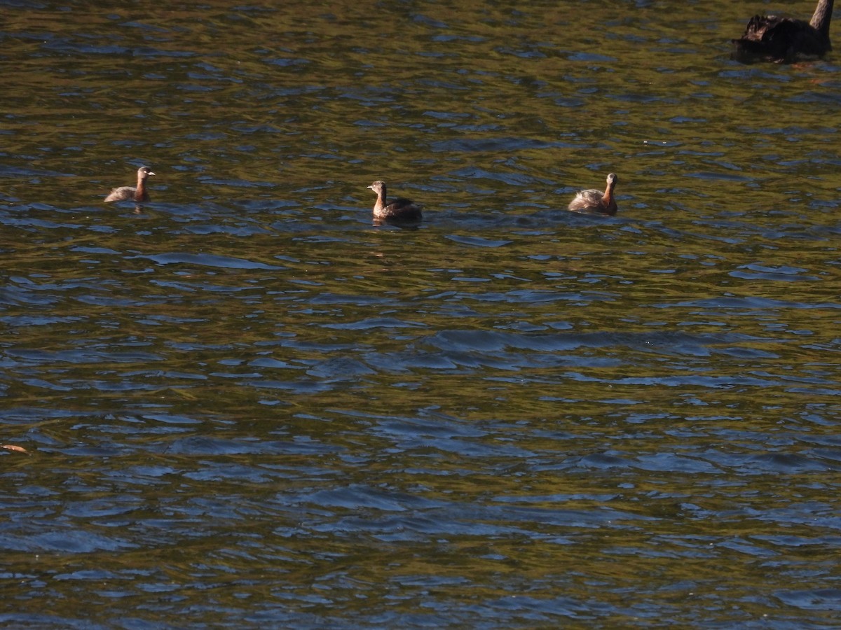 New Zealand Grebe - ML636864672