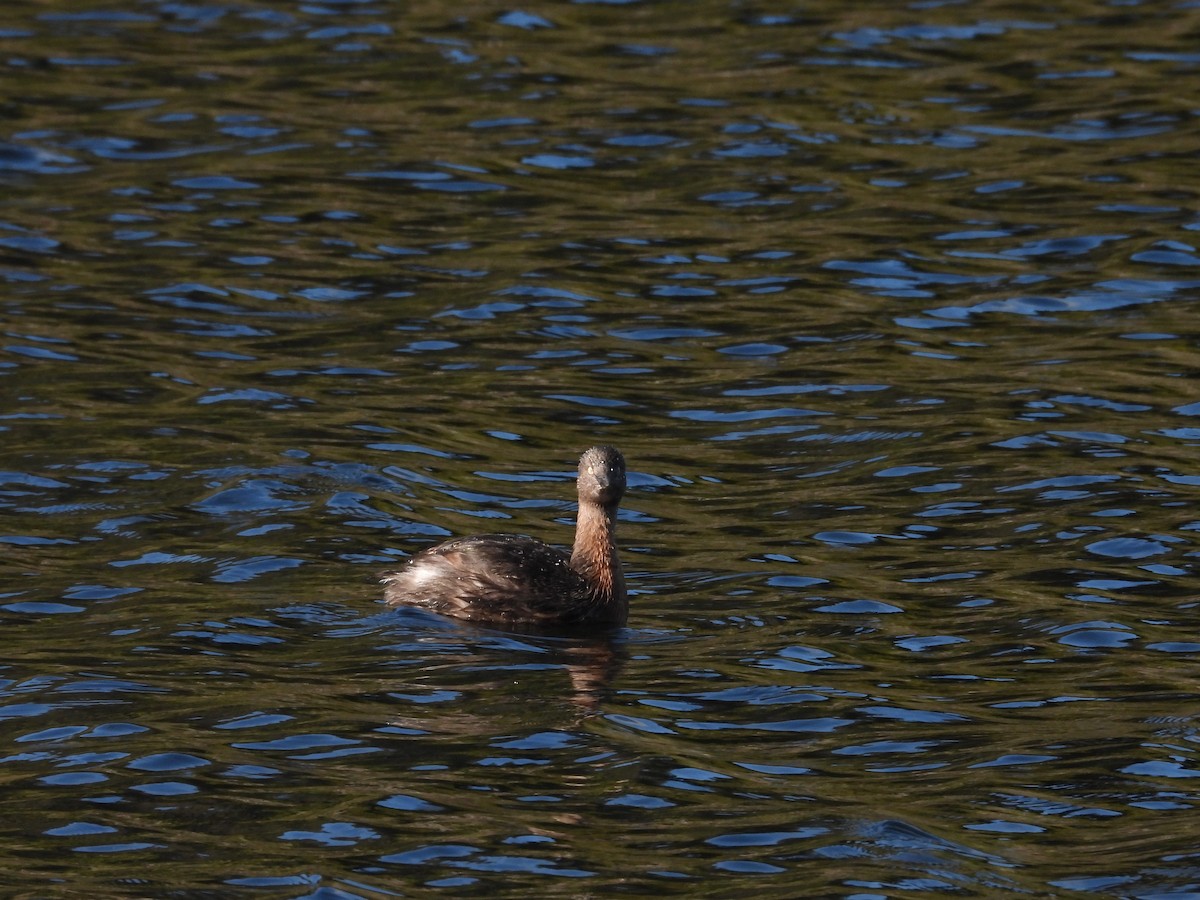 New Zealand Grebe - ML636864673