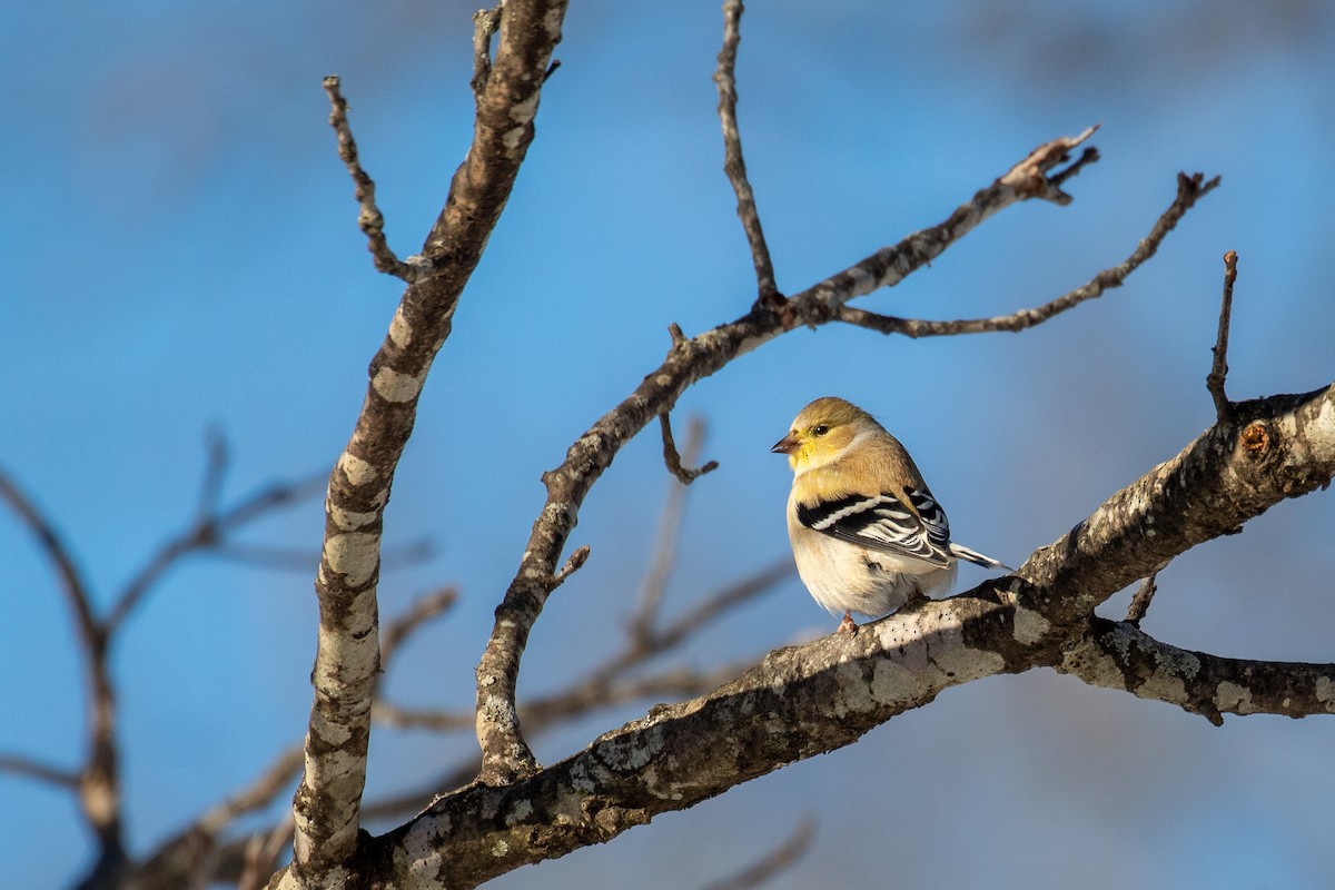 オウゴンヒワ - ML636864691