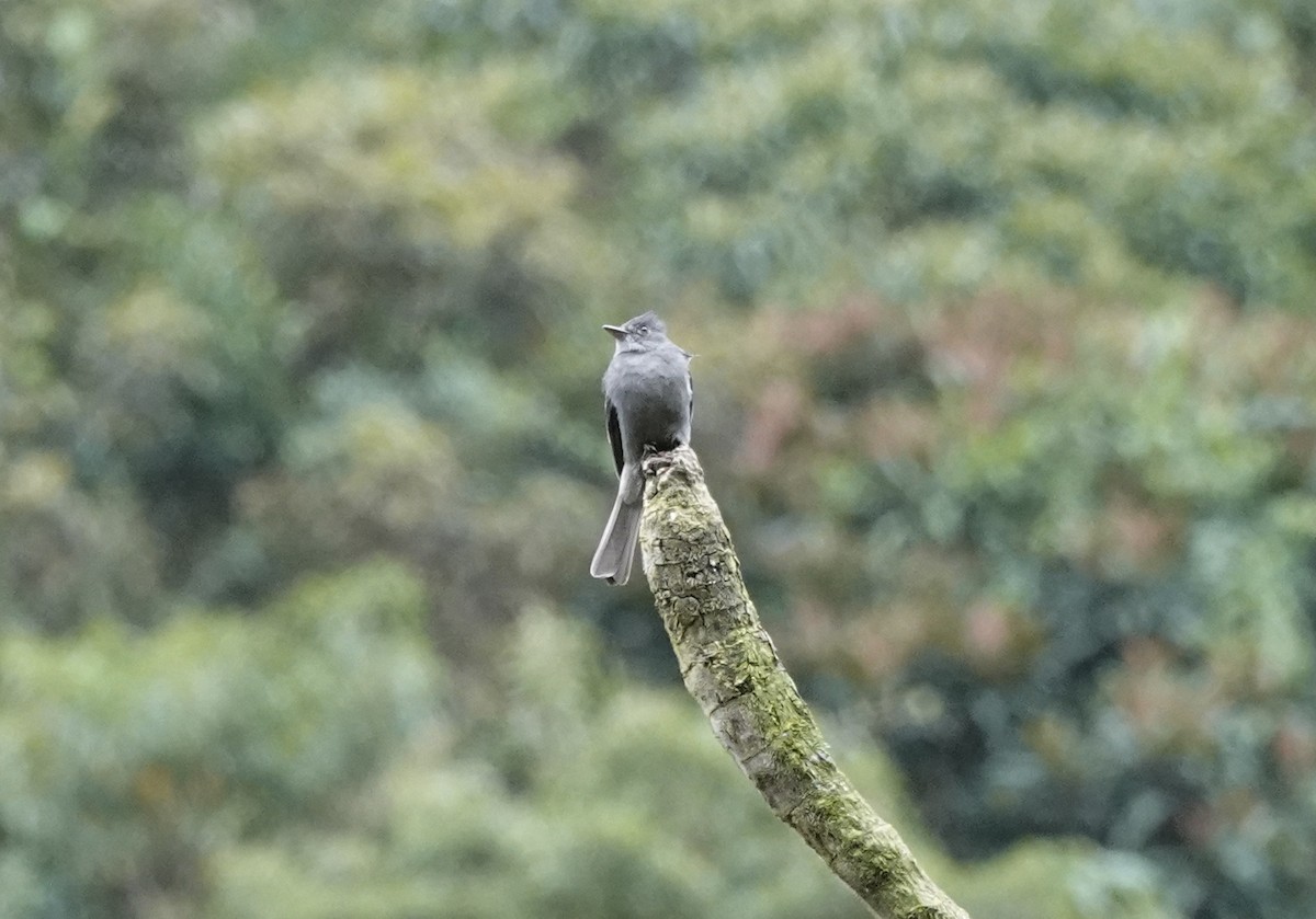 Smoke-colored Pewee - ML636864733