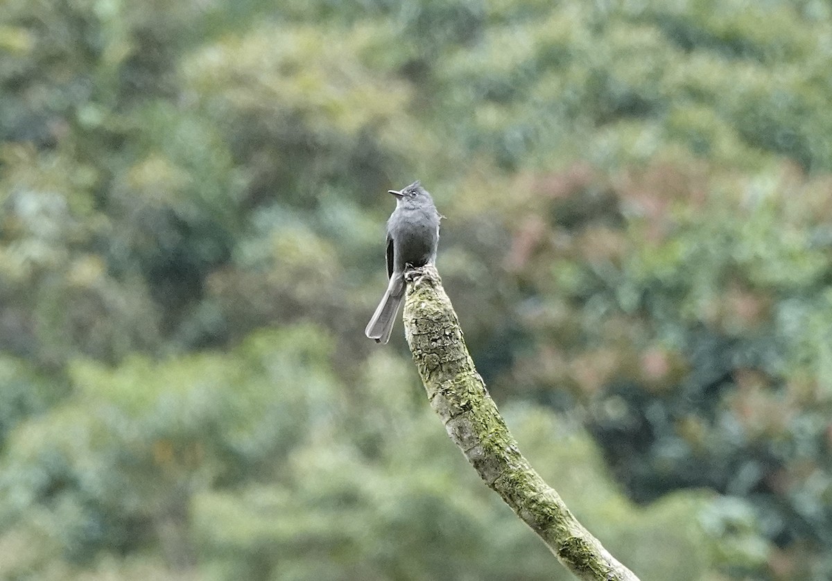 Smoke-colored Pewee - ML636864734