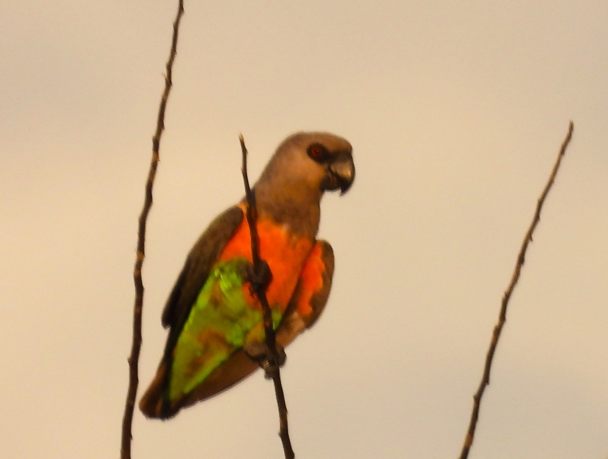 Red-bellied Parrot - ML636864777