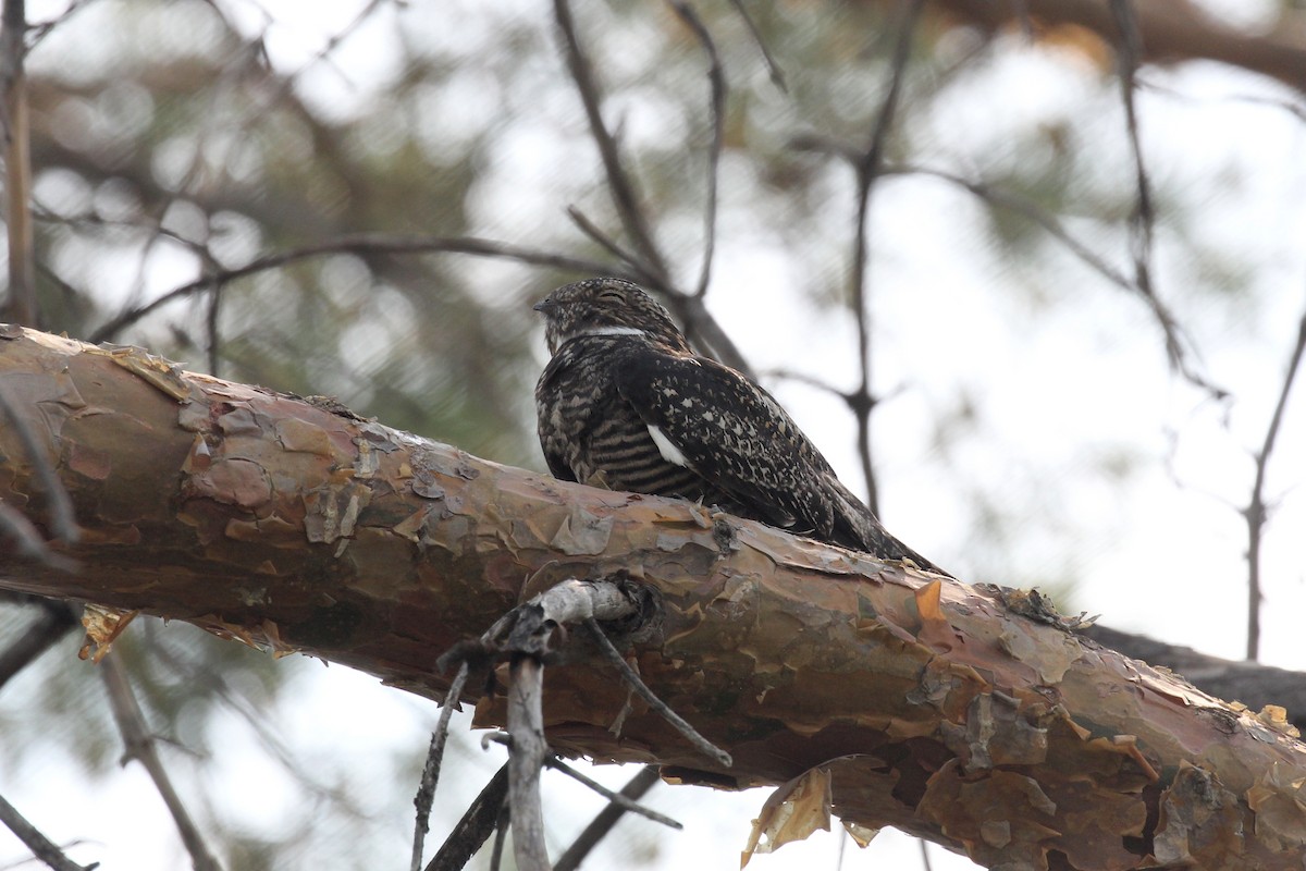 Common Nighthawk - ML636864967