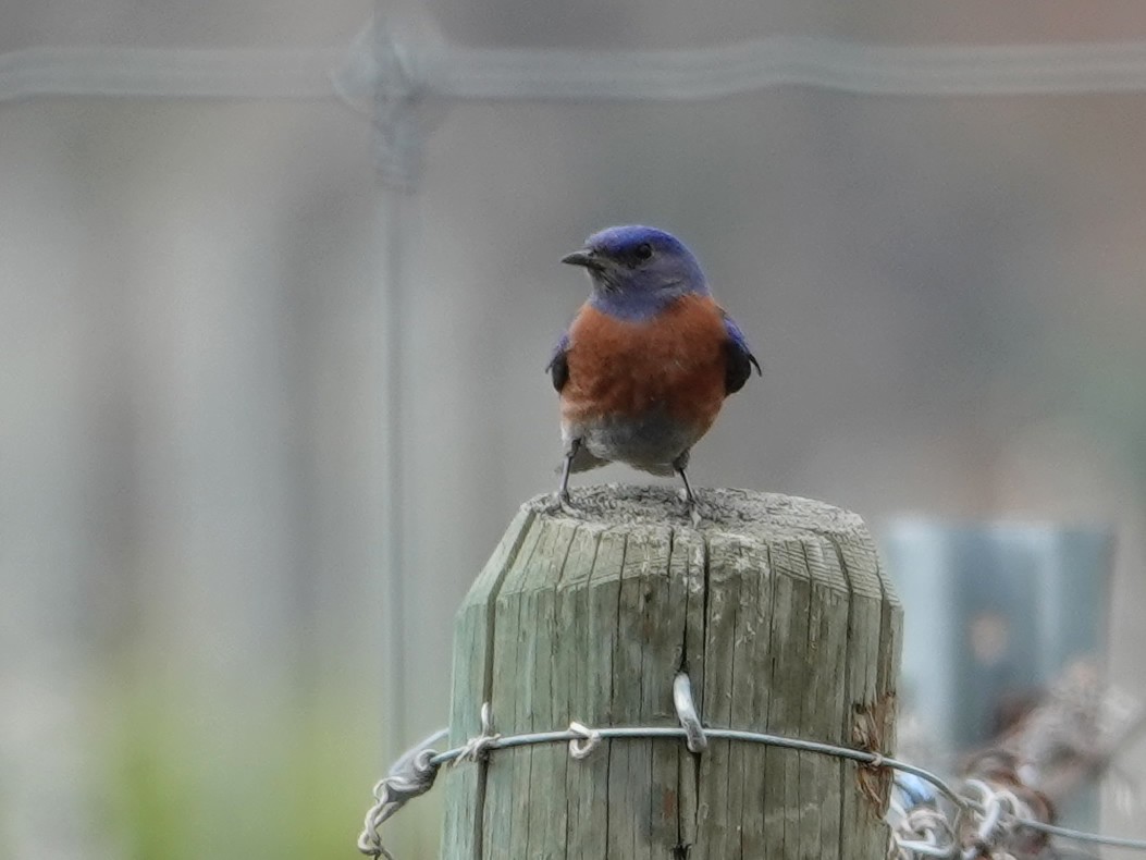 Western Bluebird - ML636865001