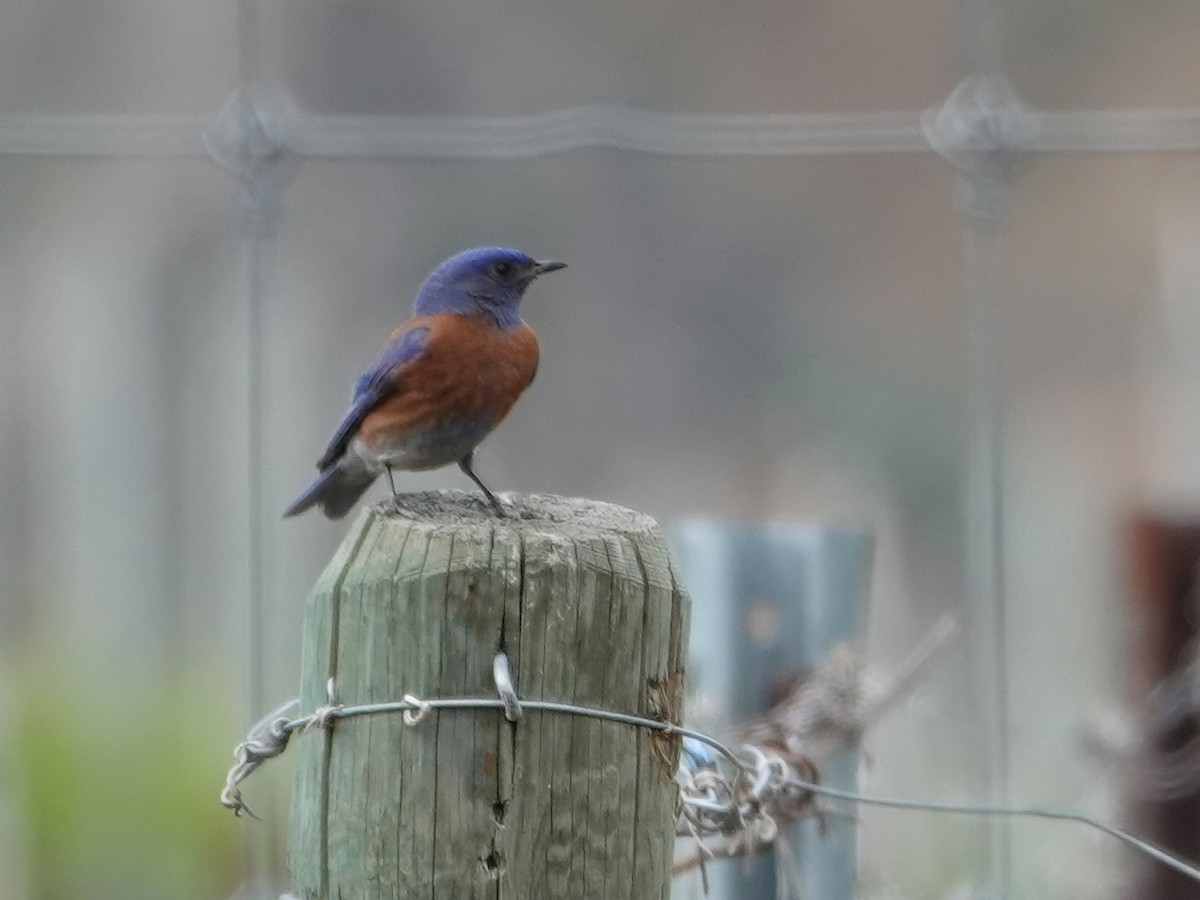 Western Bluebird - ML636865002
