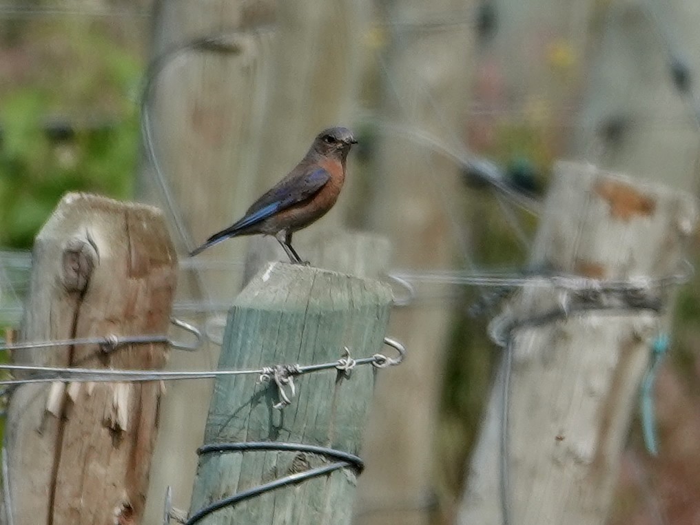 Western Bluebird - ML636865003