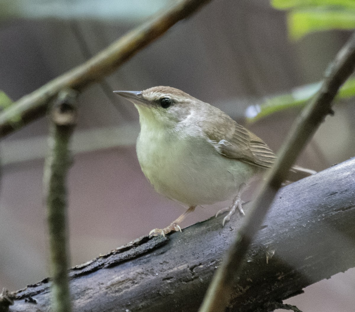 Paruline de Swainson - ML636865037