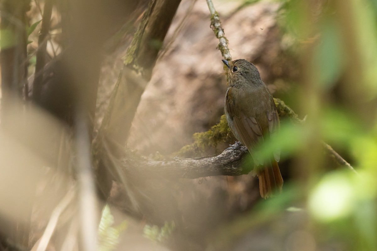 Rusty-tailed Flycatcher - ML636865085