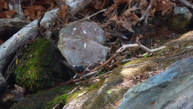 Painted Redstart - ML636865146