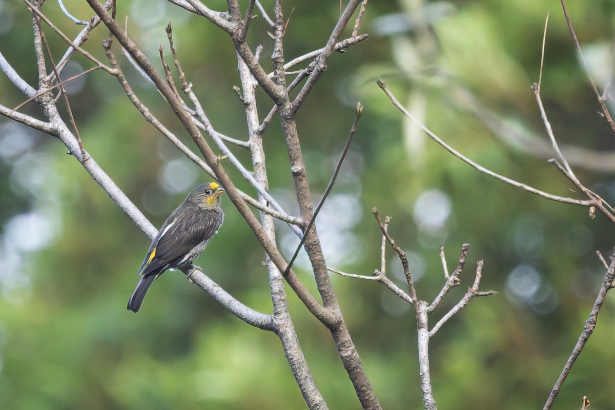 Yellow-rumped Honeyguide - ML636865195