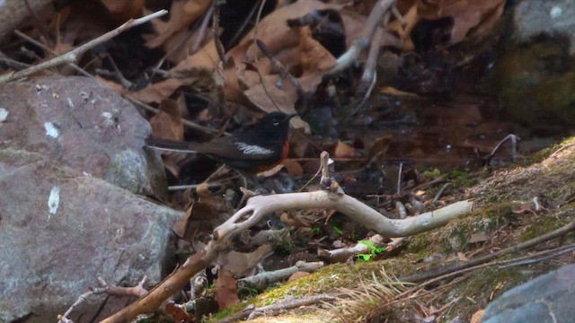 Painted Redstart - ML636865205