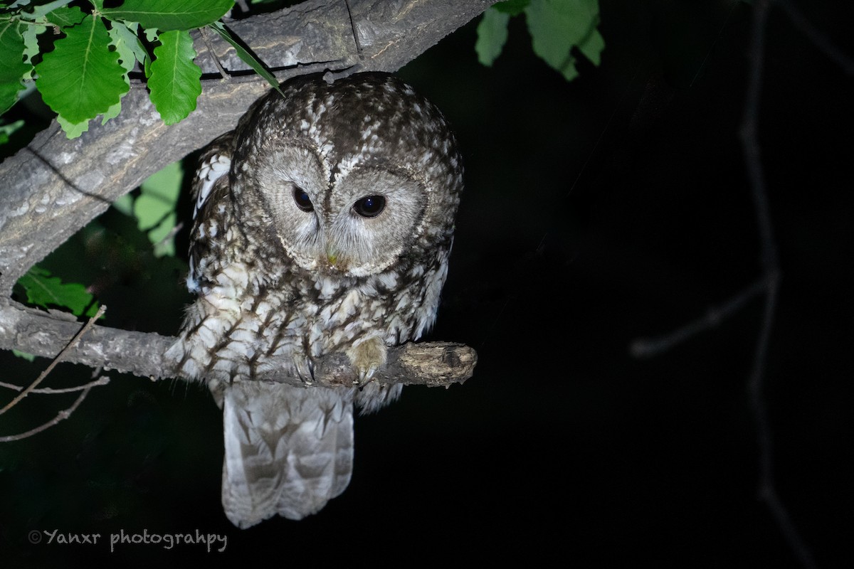 Himalayan Owl - ML636865222