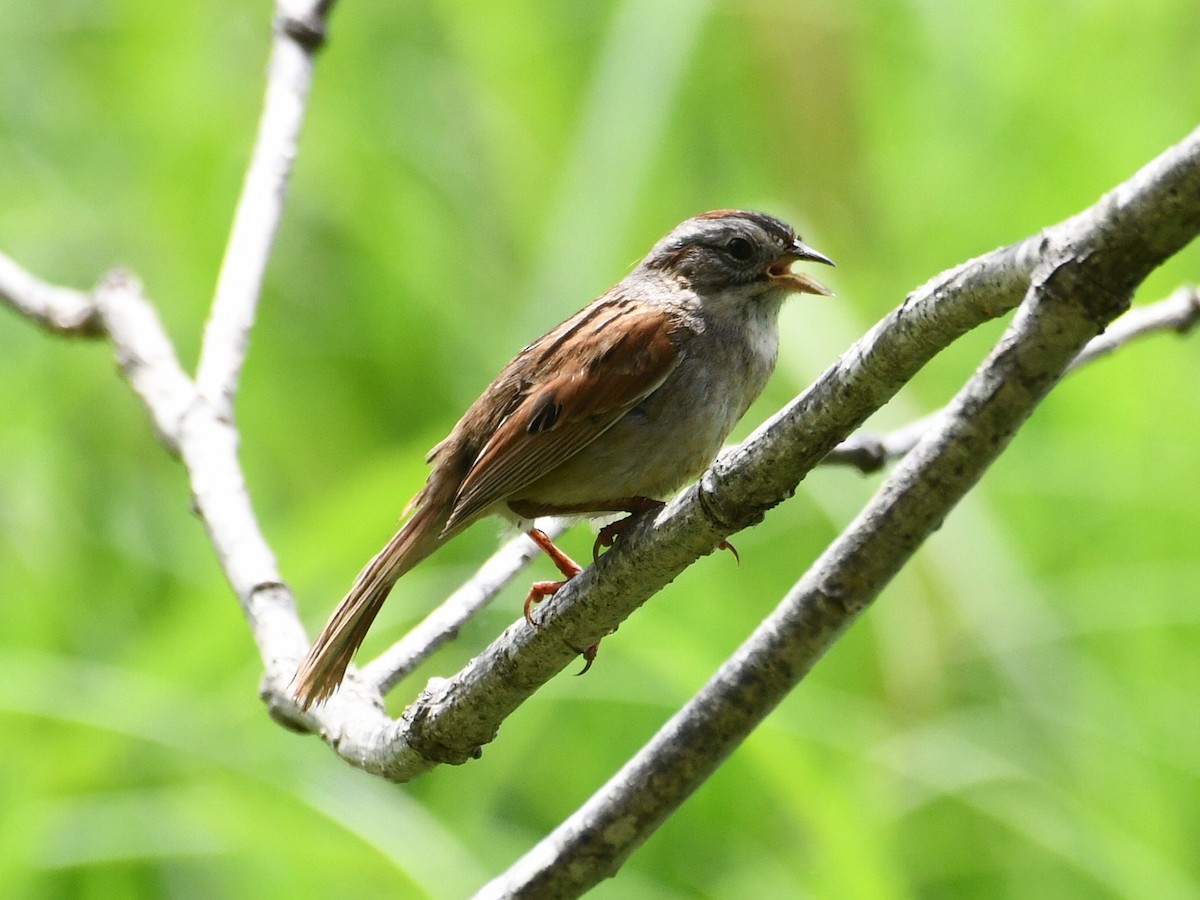 Swamp Sparrow - ML636865228