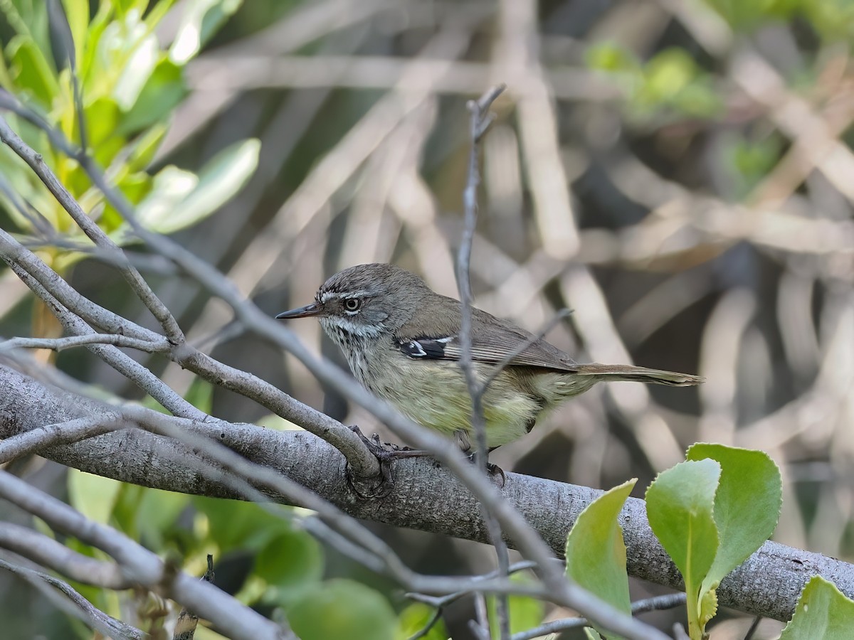 Spotted Scrubwren - ML636865248
